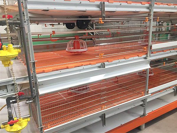 全自動籠養(yǎng)肉雞籠