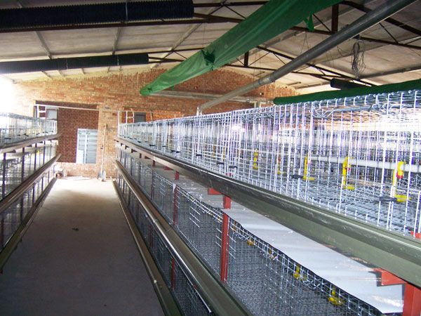 全自動籠養(yǎng)設(shè)備