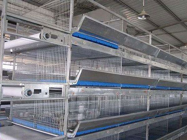 全自動肉雞籠養(yǎng)設(shè)備